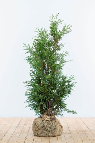 Lebensbaum / Thuja Plicata Martin 80-100 cm