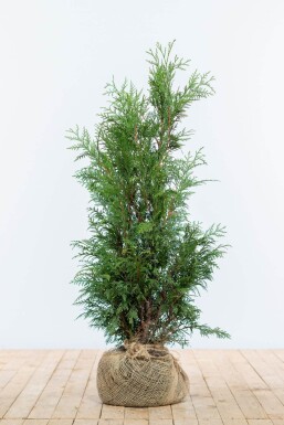 Thuja occidentalis 'Martin' 80-100 cm