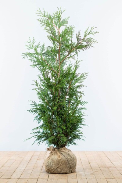 Lebensbaum / Thuja Plicata Martin 100-125 cm