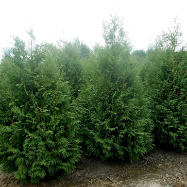 Thuja occidentalis 'Martin' 125-150 cm