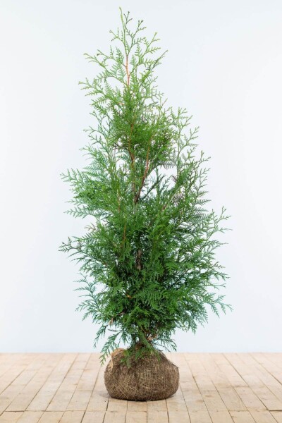 Lebensbaum / Thuja Plicata Martin 125-150 cm