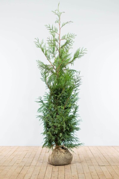 Lebensbaum / Thuja Plicata Martin