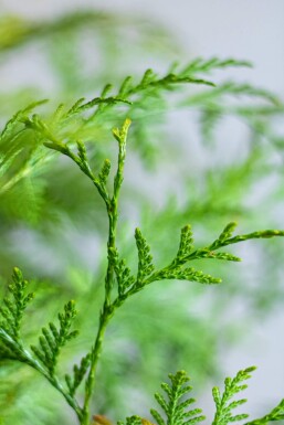 Lebensbaum / Thuja Plicata Martin