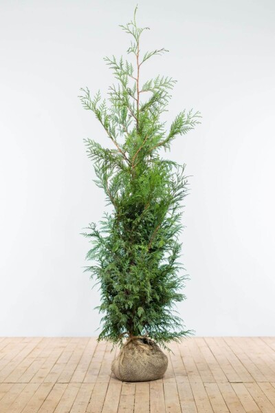 Lebensbaum / Thuja Plicata Martin 150-175 cm
