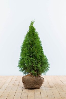 Lebensbaum / Thuja Occidentalis Smaragd