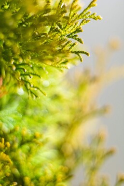 Lebensbaum / Thuja Occidentalis Smaragd