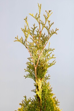 Lebensbaum / Thuja Occidentalis Smaragd