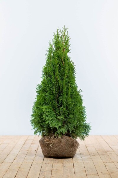 Lebensbaum / Thuja Occidentalis Smaragd 80-100 cm