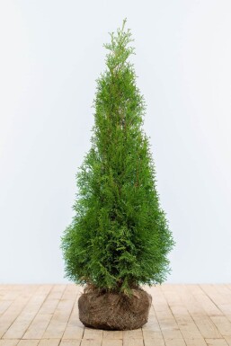 Lebensbaum / Thuja Occidentalis Smaragd