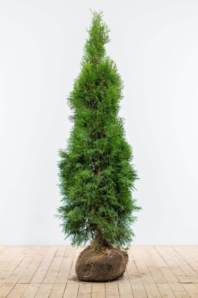 Lebensbaum / Thuja Occidentalis Smaragd 140-160 cm Lebensbaum / Thuja Occidentalis Smaragd 140-160 cm