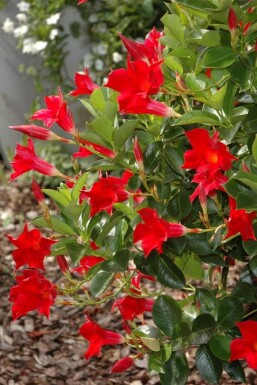 Dipladenia / Mandevilla pyramide 60-70 cm