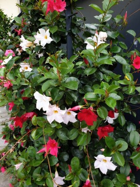 Mandevilla sanderi