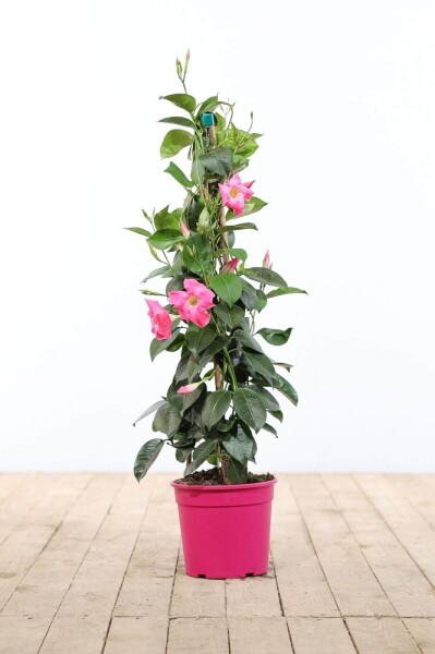 Dipladenia / Mandevilla pyramide 100-120 cm Dipladenia / Mandevilla pyramide 100-120 cm