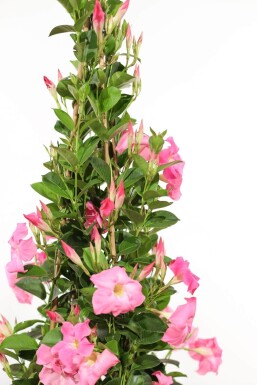 Dipladenia / Mandevilla Pyramide