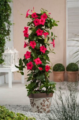 Dipladenia / Mandevilla Pyramide