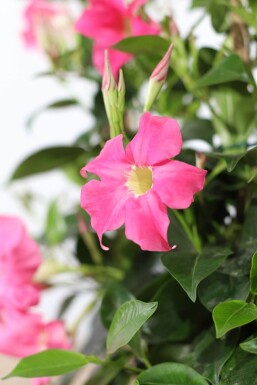 Dipladenia / Mandevilla Pyramide