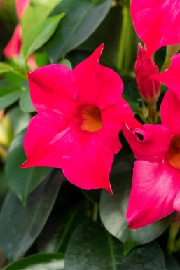 Dipladenia / Mandevilla pyramide 35-40 cm