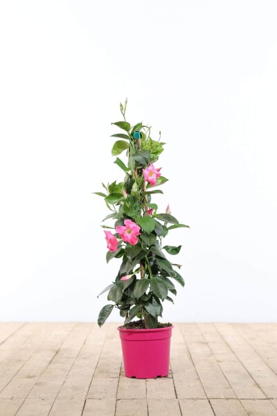 Mandevilla sanderi 60-70 cm Mandevilla sanderi 60-70 cm