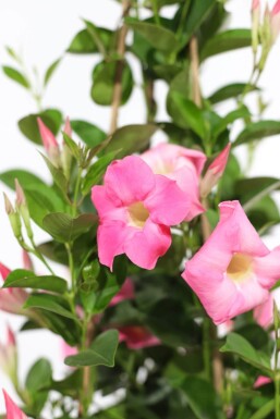 Dipladenia / Mandevilla Pyramide