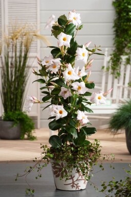 Mandevilla sanderi