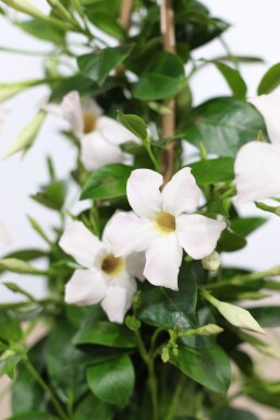 Mandevilla sanderi