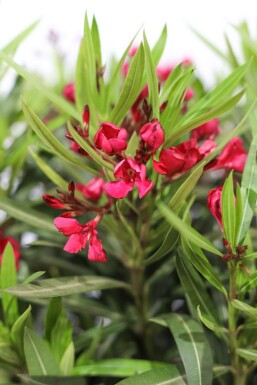 Oleander / Rosanlorbeer auf Stamm