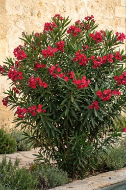 Laurier Rose / Nerium Oleander Sur tige/stipe/tronc 100-120 cm