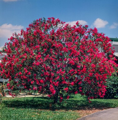 Oleander / Rosanlorbeer auf Stamm