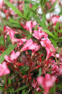 Oleander / Rosanlorbeer auf Stamm