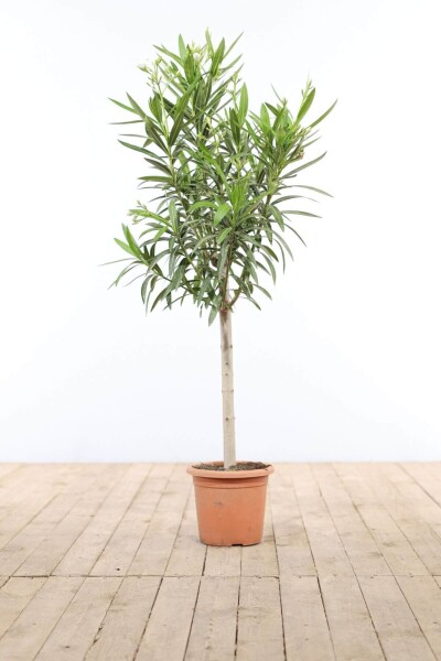 Oleander / Rosanlorbeer auf Stamm 100-120 cm Oleander / Rosanlorbeer auf Stamm 100-120 cm
