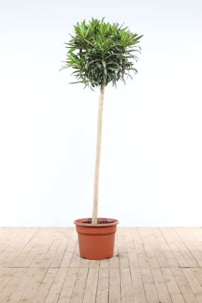 Nerium oleander 170-180 cm Nerium oleander 170-180 cm