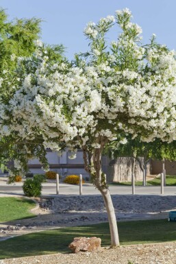 Oleander / Rosanlorbeer auf Stamm