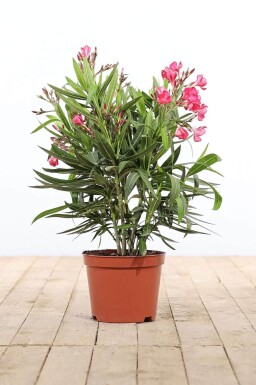 Oleander / Rosanlorbeer Strauch