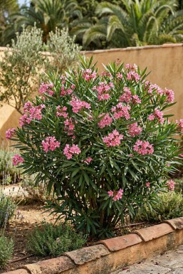 Nerium oleander 50-60 cm