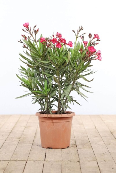 Laurier Rose / Nerium Oleander Arbuste 70-80 cm