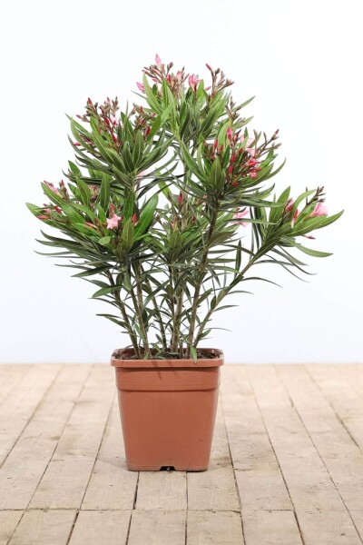 Oleander / Rosanlorbeer Strauch