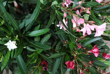 Laurier Rose / Nerium Oleander Arbuste