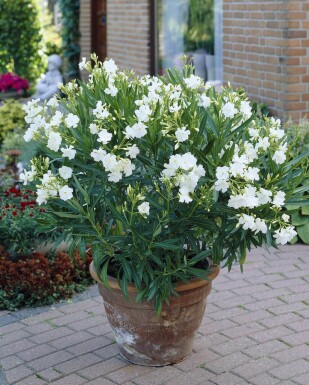 Laurier Rose / Nerium Oleander Arbuste