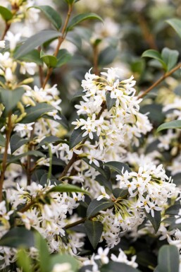 Schijnhulst / Osmanthus Burkwoodii 30-40 cm - Kluit
