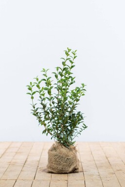 Schijnhulst / Osmanthus Burkwoodii 40-60 cm