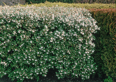 Osmanthus × burkwoodii