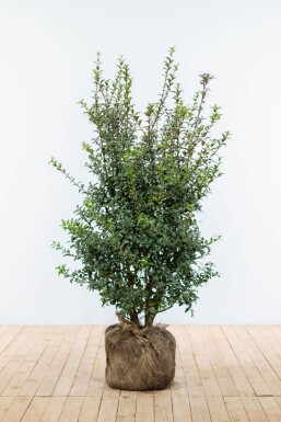 Duftblüte / Osmanthus Burkwoodii