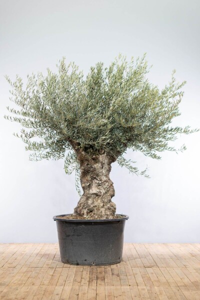 Olijfboom / Olea Europaea bonsai 200-225 cm Olijfboom / Olea Europaea bonsai 200-225 cm