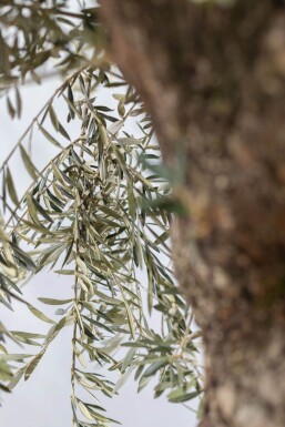 Olivenbaum / Olea Europaea bonsai