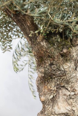 Olivenbaum / Olea Europaea bonsai