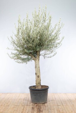 Olivenbaum / Olea Europaea Knorrig verzweigt