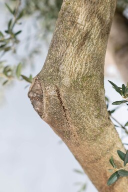 Olivenbaum / Olea Europaea Knorrig verzweigt