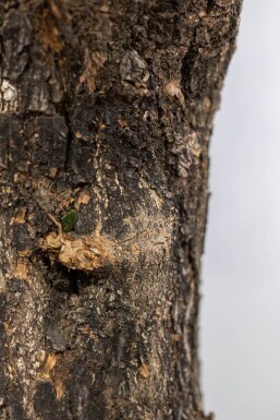 Olijfboom / Olea Europaea knorrig vertakt Old Skin