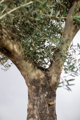 Olivenbaum / Olea Europaea Knorrig verzweigt Old Skin