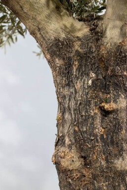 Olivenbaum / Olea Europaea Knorrig verzweigt Old Skin